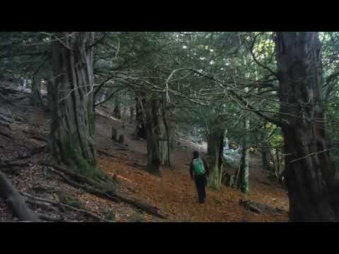 SENDA DE LA TEJEDA DE TOSANDE//TOSANDE YEW FOREST PATH//TOSANDE HAGIN BASOA BIDEA
