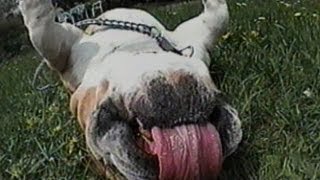 America's Funniest Home Videos - Psycho Shower Scares and Christmas