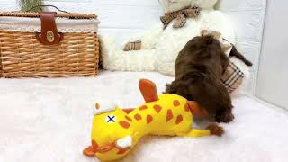 ミニチュアダックスの動画02