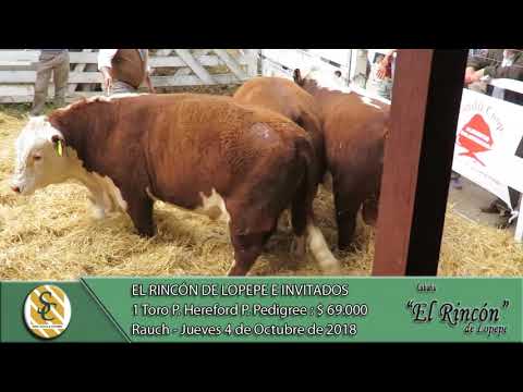 04-10-18 Venta de Toros P. Hereford P. Pedigree - Cabaña El Rincón e Invitados - Rauch