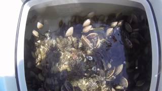 preview picture of video 'Homosassa Scalloping 2014'