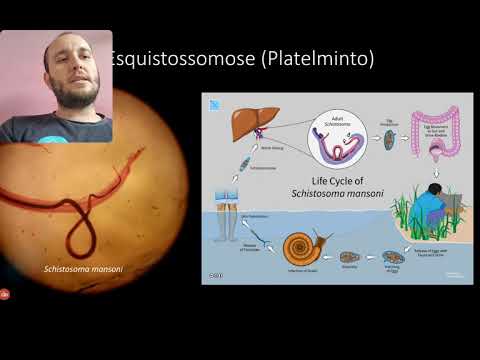 Doenças causadas por vermes