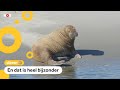 Verdwaalde walrus gezien bij Schiermonnikoog