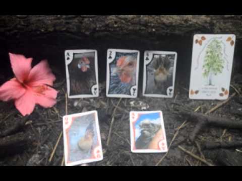 Chicken Oracle Week of August 10th, 2015, "A Great Birth"