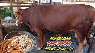 Download lagu Resep Comboran Penggemukan Sapi Jantan Cepat Jual mp3