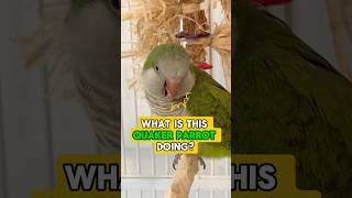 Quaker Parrot Beak Grinding