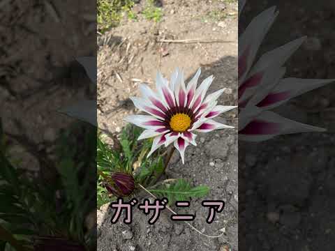 ロベリア インフラタ 開花植物 香りのよい葉 チョコレートの香り