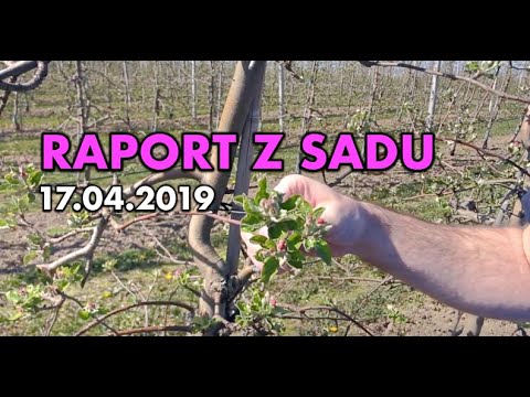 RAPORT Z SADU 17.04.2019 parch / mączniak /szkodniki