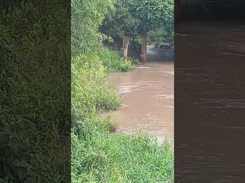 Rio Brilhante-MS #jacaré #brasil #natureza  #pesca  #rio #pescaria