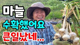 마늘수확했어요. 큰일입니다. 어떻게 이렇게 클수가있지요? /씨종자로 좋은마늘/ 마늘 보관방법