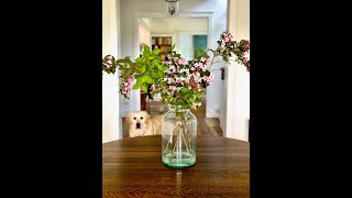 Mary Chapin Carpenter - Songs From Home Episode 16: Something Tamed Something Wild