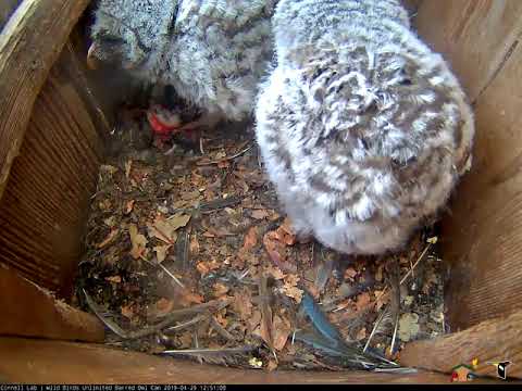 Owlet Plucks Feathers, Tries To Swallow Prey | WBU Barred Owl Cam – April 29, 2019