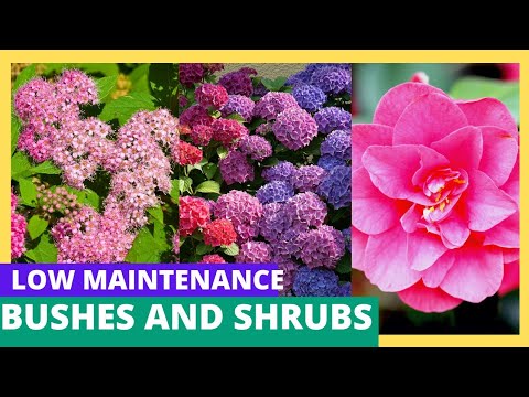 9 Low-Maintenance, Low-Growing Shrubs & Bushes: How to Get the Most from Your Garden!