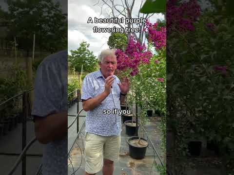 For a Splash of Purple Flowers Plant Crepe Myrtle Zuni