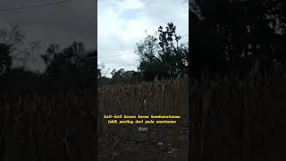 Download lagu DRIVER MUDA GUNUNG - story whatsApp 2022 - DUSTA CINTA - Maulana Wijaya mp3