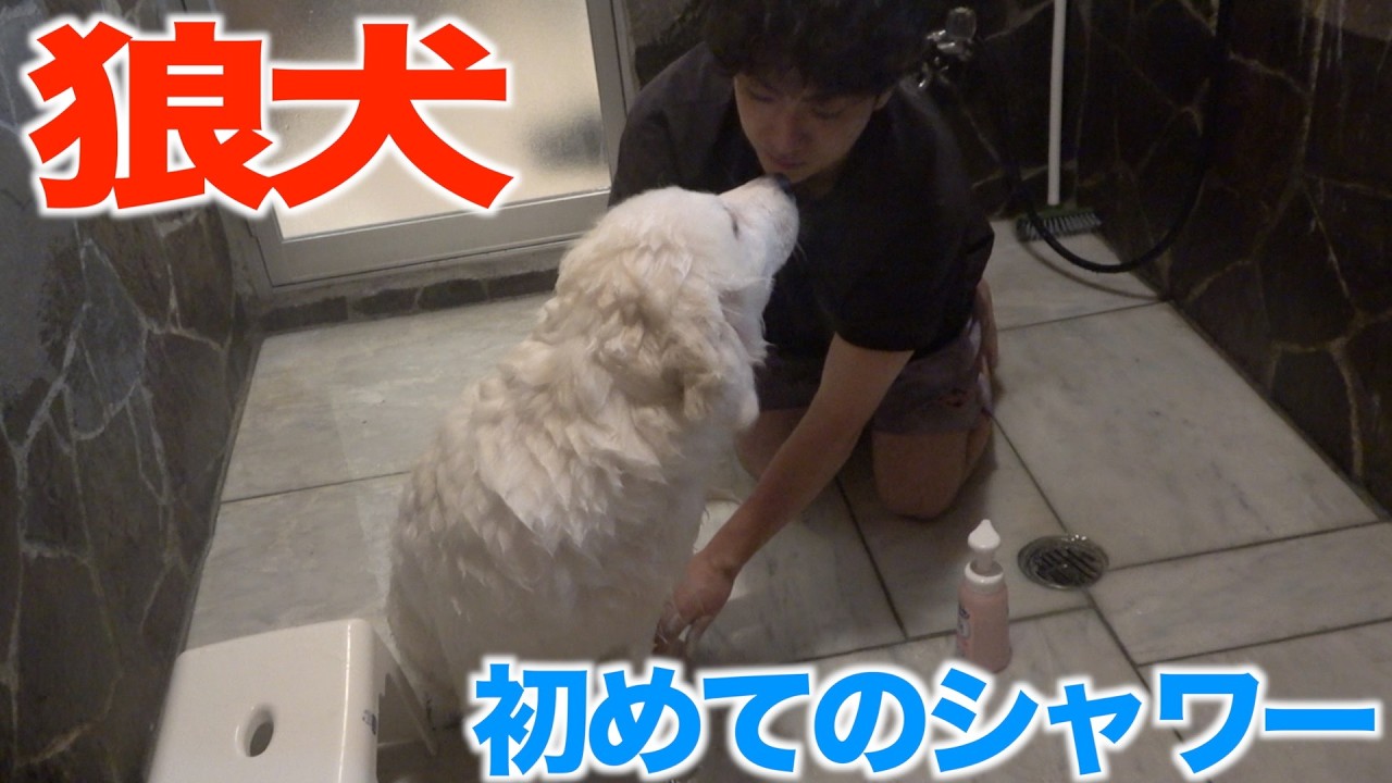 【狼犬】初めてのシャンプーで大パニックを起こしました…