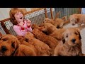 9 PUPPY SURPRiSE For Adley Niko Hiding Pet Puppies Inside Our House Spacestation Arcade Party