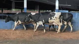 Vídeo 187 - 1ª ETAPA MEGA LIQUIDAÇÃO TOTAL AGROPECUÁRIA MARAJOARA - DIA 4 | GADO GIROLANDO E HOLANDÊS