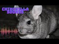 What sounds does a Chinchilla make?|Chinchilla sounds|Chinchilla noise|Chinchilla sounds effect|