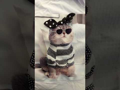 cool cats which one do you like the most 😺😼