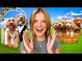 Our Dog Got Married And Had PUPPIES THE MOVIE Emotional