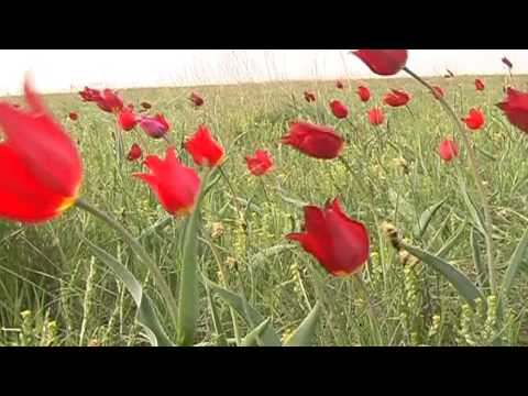 Голос Калмыцкой Степи