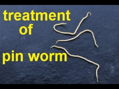 Pinworm fagy