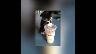 Cover art for American Boy