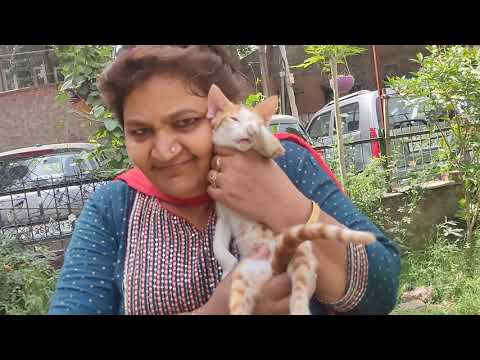 Parveen aunty loves one more animal CAT 🐈