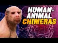Human Animal Chimeras: US Senate OPPOSES Ban