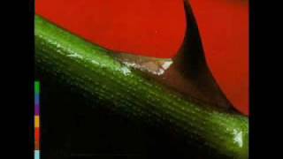 Crest  - Nusrat Fateh Ali Khan and Michael Brook - Night Songs.flv