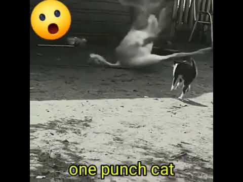One Punch Cat