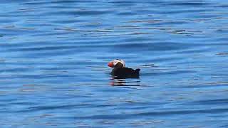Tufted Puffins at Protection Island