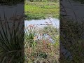 gator