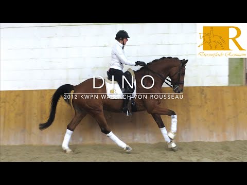 SOLD!! Dressurpferd - 2012 KWPN Wallach von Rousseau, Stm. ca, 1,74, S-Dressur - Dino