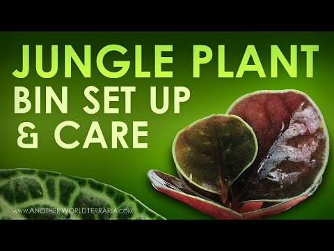 , title : 'Jungle Plant Bin Set Up & Care (Tips galore!)