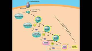 Apoptosis and Cell Communication