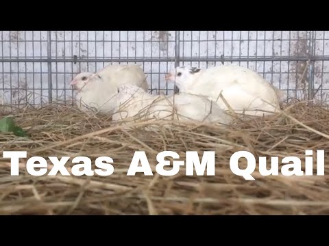 , title : 'Quail Breed Analysis: The Texas A&M'