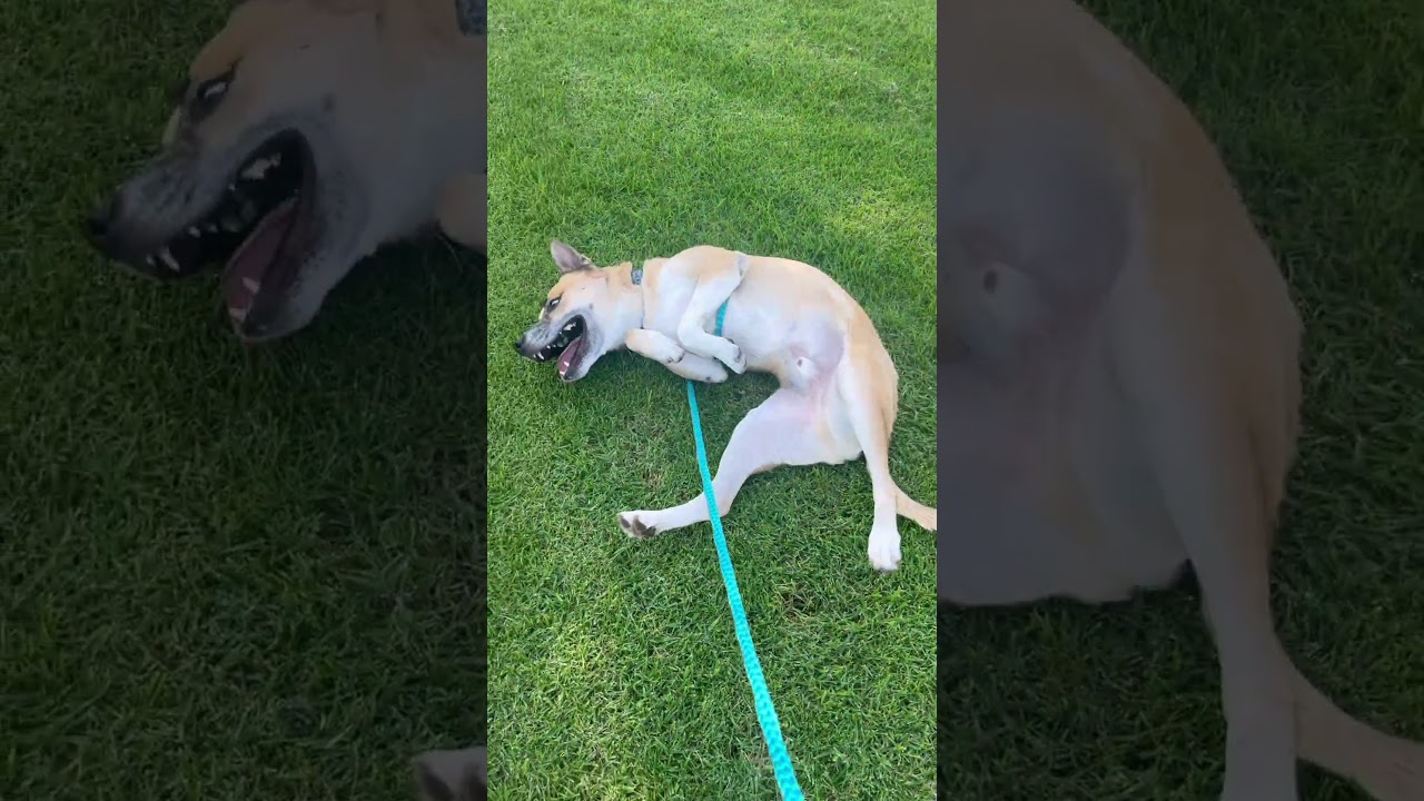 Enlarge HAYDEN, a Adoptable mixed breed in Upland, CA video 6/6