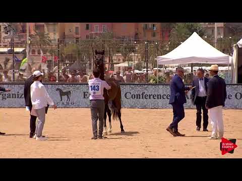N.143 EQUATOR - Menton 2018 - 8 Years Old and Older Stallions (Class 10)