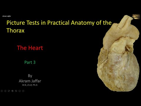 Picture Tests in Anatomy - Thorax - Heart 3