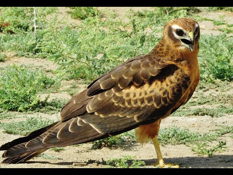 Montagu's Harrier Circus pygargus feeding on grasshoppers — Cyprus