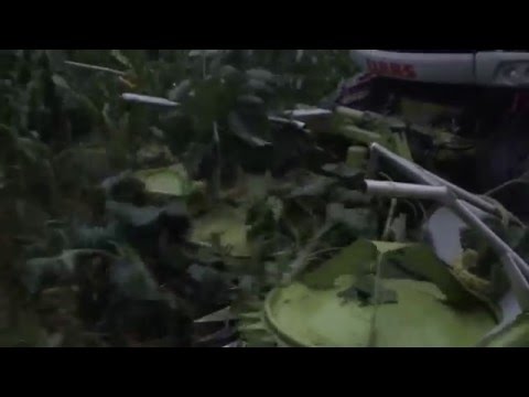 loonwerken verduyn hakselen van zonnebloemen