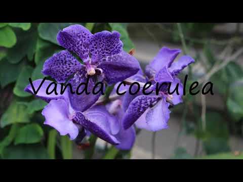 How to Pronounce Vanda coerulea?