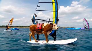 Animals Competing in Human Water Sports?! (You Have to See This!) 🐬🏄‍♂️