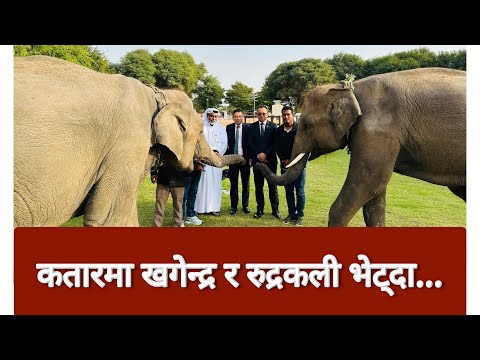 Al khor Park मा Nepalese elephant Khagendra prasad र Rudra Kali लाई भेट्दा Gift from to Qatar hatti