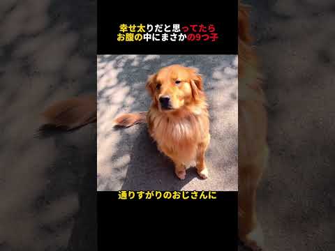 幸せ太りだと思ってたら…お腹の中にまさかの9つ子！？#犬のいる暮らし #大型犬 #癒し #癒し#fyp子犬