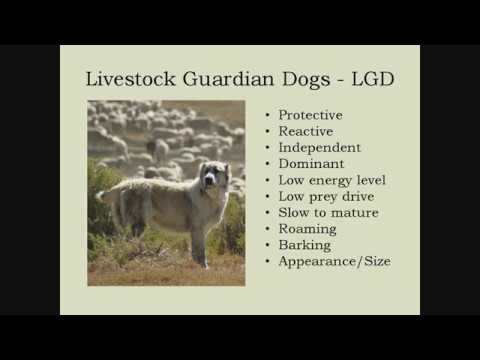 , title : 'A Deeper Dive into Livestock Guardian Dogs (Part 2 of 3)'
