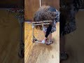 Razor scooter in a museum