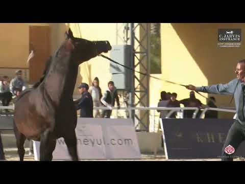 N.187 SHAKER AL FARIDA - Egypt Arabian Horse Championship 2023 - Stallions 4-6 Years Old (Class 9B)